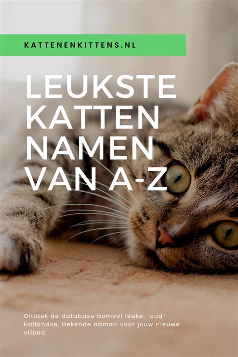 belgische kattennamen|Kattennamen voor kittens en katten